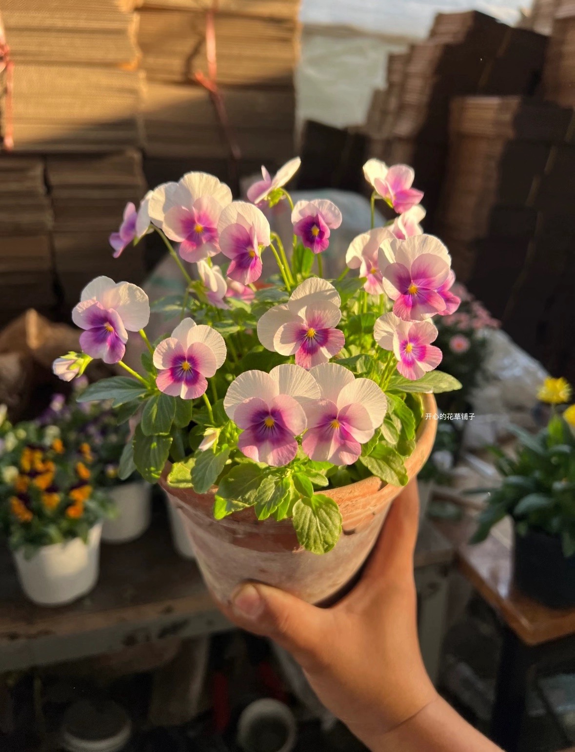 德国青花瓷大花角堇三色堇海蓝色耐寒庭院阳台花园开花多适合新手