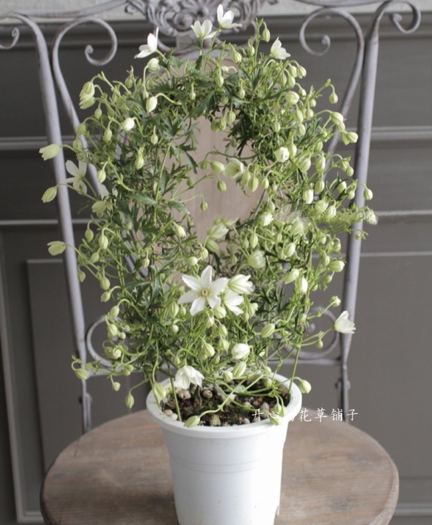 常绿铁线莲 仙气花朵 银币 多年生耐寒耐热  爬藤易爆花 庭院阳台