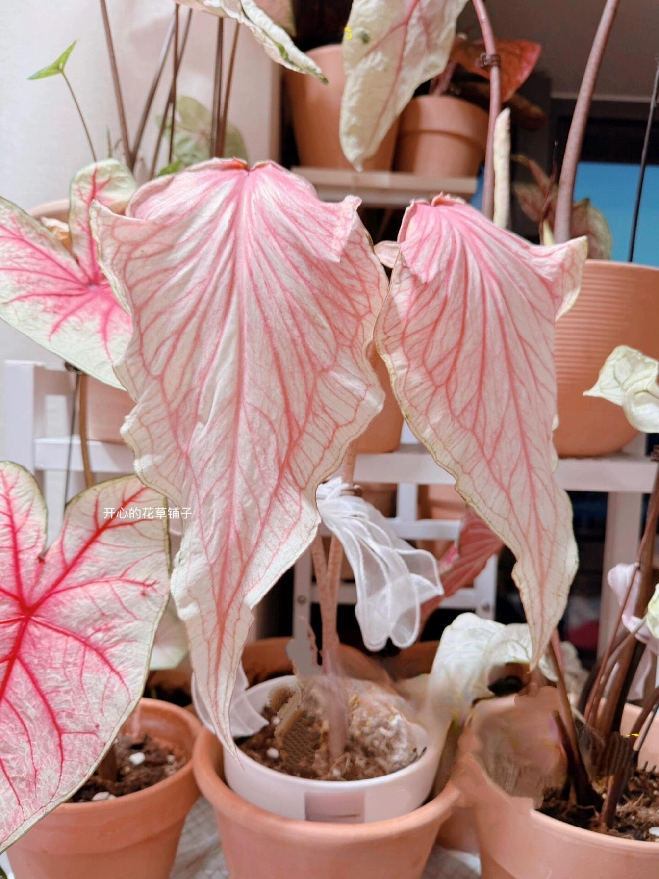 进口彩叶芋种球 泰彩种球 室内观叶植物白色恋人粉色飞溅,鲜花速递/花卉仿真/绿植园艺,时令草本花卉,淘宝优惠券,粉丝福利购,淘宝优惠卷