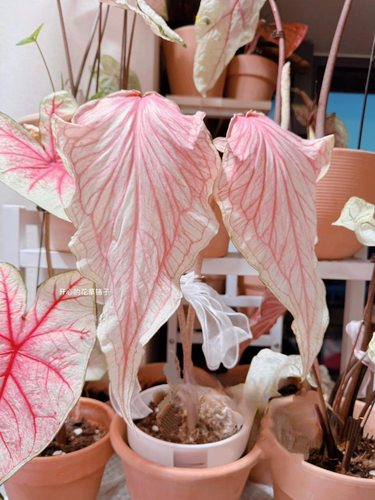 进口彩叶芋种球 泰彩种球 室内观叶植物白色恋人粉色飞溅 - 封面