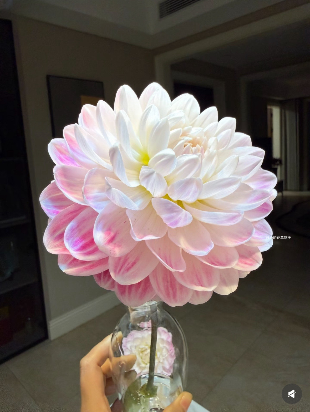 进口大丽花盆栽 凯尔盖安奶油桃子 多年生球根花卉 可做切花