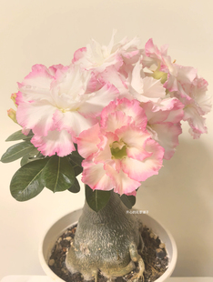 沙漠玫瑰盆栽 耐热耐旱 块根花卉 好养易活多年生 庭院阳台花园