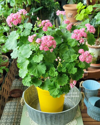大盆重瓣直立天竺葵盆栽苗带花苞洋绣球 花期长 好养阳台庭院花卉