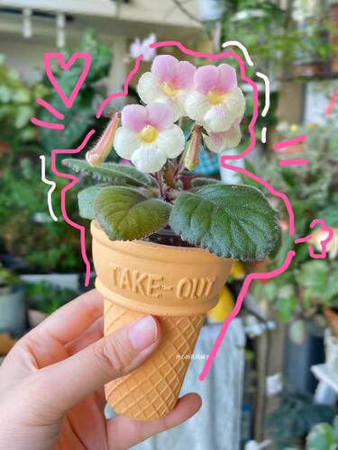 迷岩 迷套盆栽 苦苣苔 耐阴耐热 四季开花 阳台室内多年生