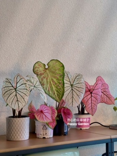 进口彩叶芋 颜色全 多年生 耐阴 庭院阳台室内 适合新手夏天 绿植