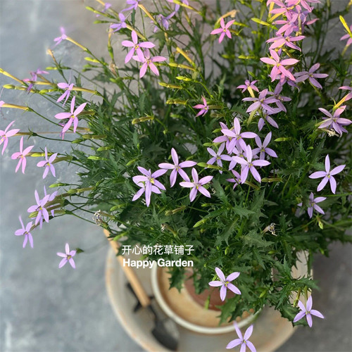 天蓝色彩星花盆栽  同瓣草 多年生 花量巨大 庭院阳台