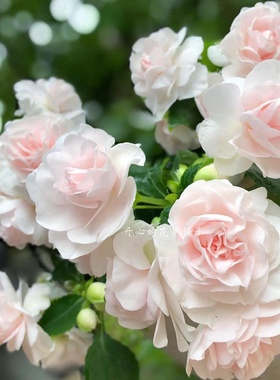 进口非洲凤仙 仙气 多年生 易爆花 耐热庭院阳台室内适合新手