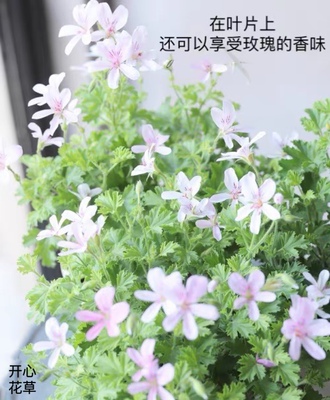 进口果味香草小花天竺葵玫瑰苹果 肉桂 香叶驱蚊5个品种可食用