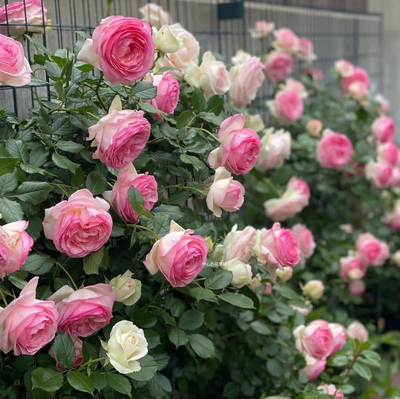 粉色龙沙宝石月季 藤本爬藤 花量大玫瑰花香 庭院阳台花园