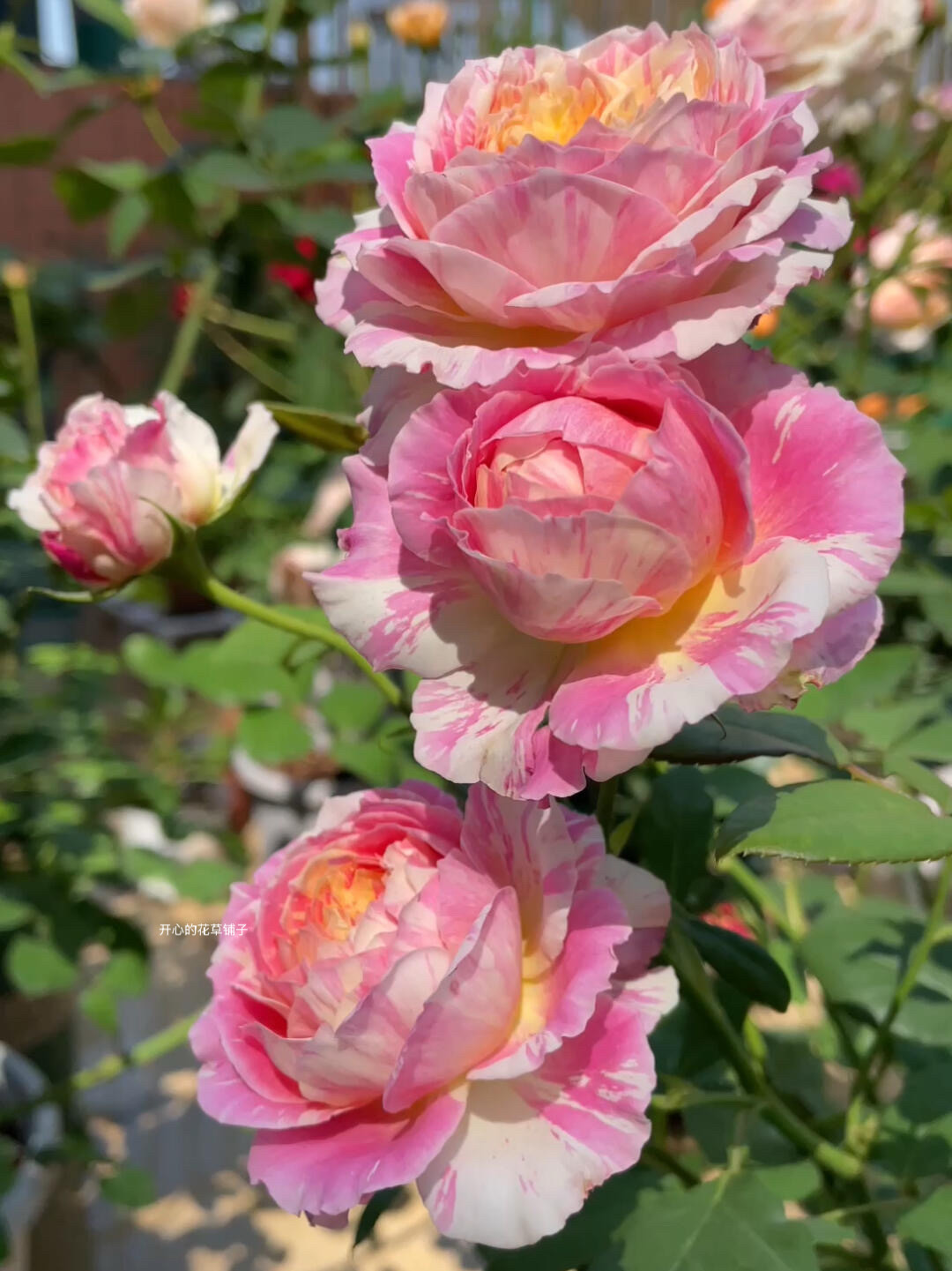 法国莫奈月季盆栽 柑橘香草香味耐晒多季节开花勤花 庭院阳台花园