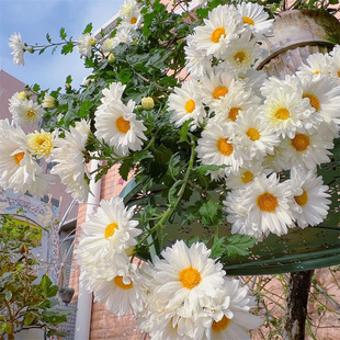 杭白菊盆栽 可食用花草 可泡茶 耐寒耐热 多年生 庭院阳台室内