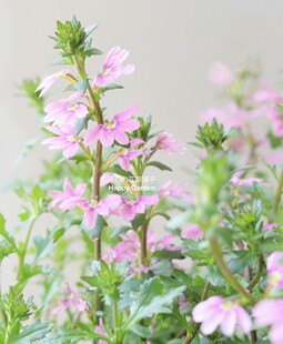 进口草海桐盆栽扇子花夏日清凉 耐热耐旱 易爆花 庭院阳台