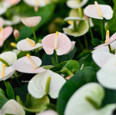 进口安祖彩掌 红掌花烛 耐阴绿植室内阳台窗台水培