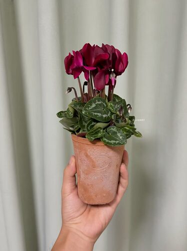 迷你mini仙客来盆栽 茶杯植物 花期长达5个月 多年生耐寒耐热
