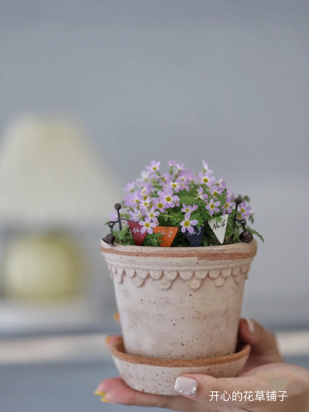 安徽羽叶报春 爆花能手 梦幻可爱庭院阳台