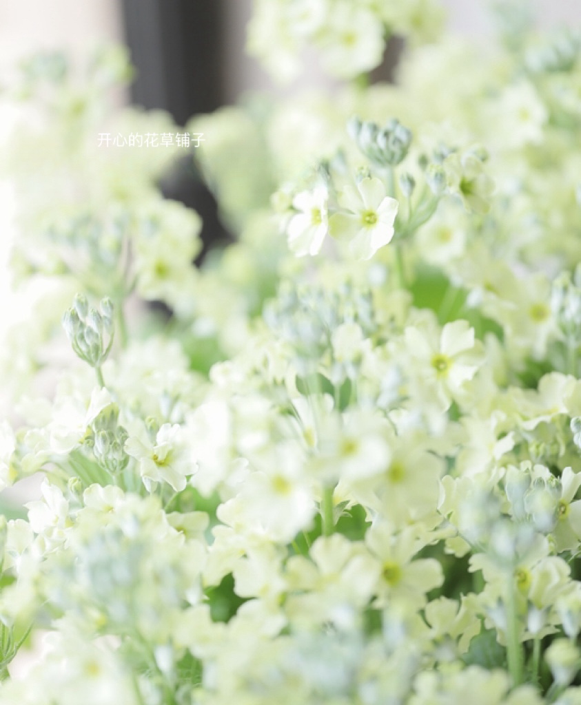 耐寒开花机器多年生带花香樱草