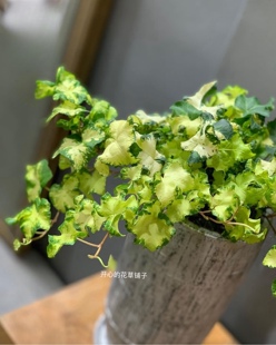 日本进口常春藤盆栽 雪莹月光 绿植盆栽 室内客厅 好养观叶