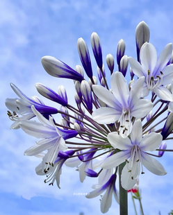 进口百子莲盆栽 大花 耐热球根盆栽 多年生 耐晒庭院花园阳台