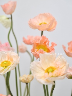 进口虞美人盆栽 灰雪莉珍珠贝母 耐寒 花园庭院花卉植物 春季开花