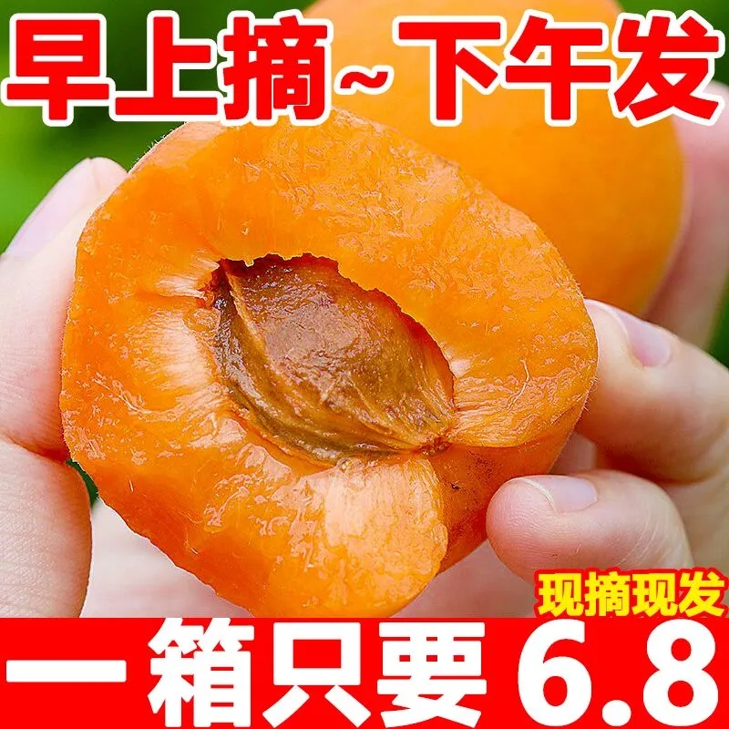 黄杏杏子新鲜水果贵妃大黄杏应季整箱罕见的时令金太阳酸甜孕妇麦
