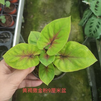 上海鲜花港 种苗合集一五彩T芋彩叶芋小苗