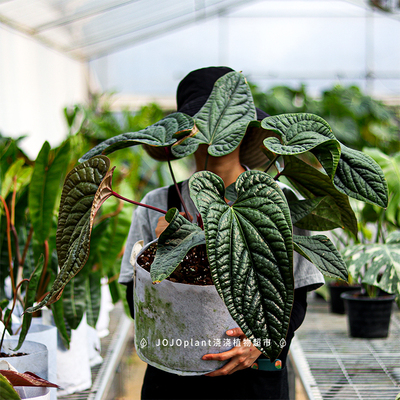 浇浇植物恶c魔花烛奢华花烛Anthurium luxurians 观叶原种进口热