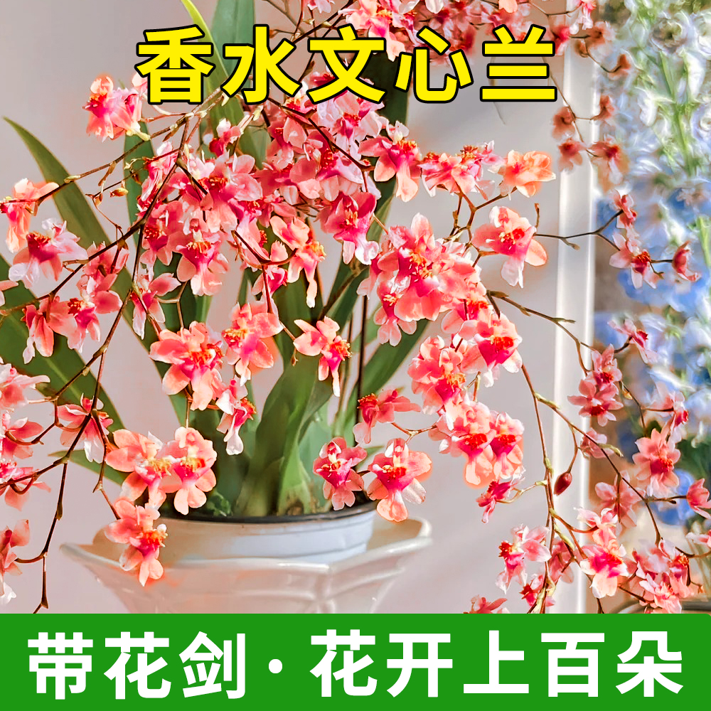 带花剑文心兰盆栽梦香兰年宵花