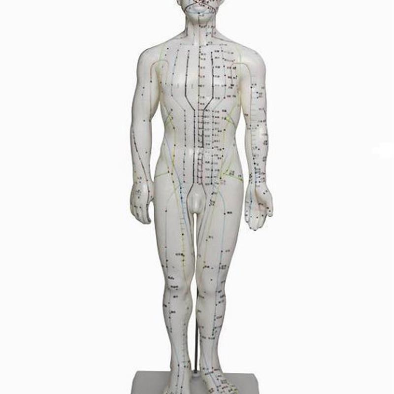人体针灸模型(男)6y0CHM,人体模型,医学模型