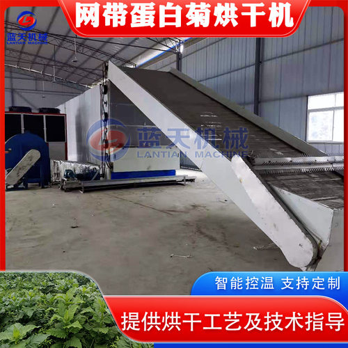 大叶蛋白菊烘干机 全自动串叶松香草松香草干燥机 菊花草烘干设备