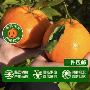 四川正宗春见耙耙柑粑粑柑5斤大果整箱丑桔橘水果橘子杷杷柑旗舰
