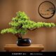仿真迎客松盆景绿植盆栽客厅电视柜玄关办公室家居装 饰新中式 摆件