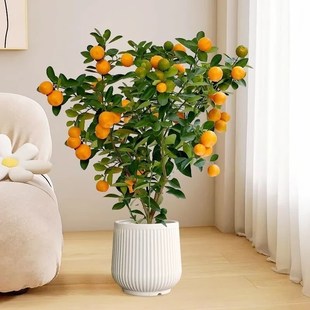 新品大型金桔树盆栽室内金橘桔树客厅绿植办公P室观果植物四季花