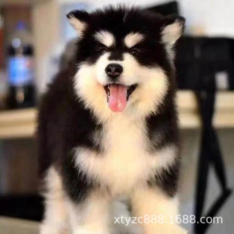 纯种阿拉斯加幼犬大型犬熊版阿拉斯加黑白棕红色阿拉斯加犬宠物狗