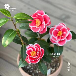 友之浦茶花太阳日本单瓣山盆栽小苗大稀有品种红白阳台庭院绿植物