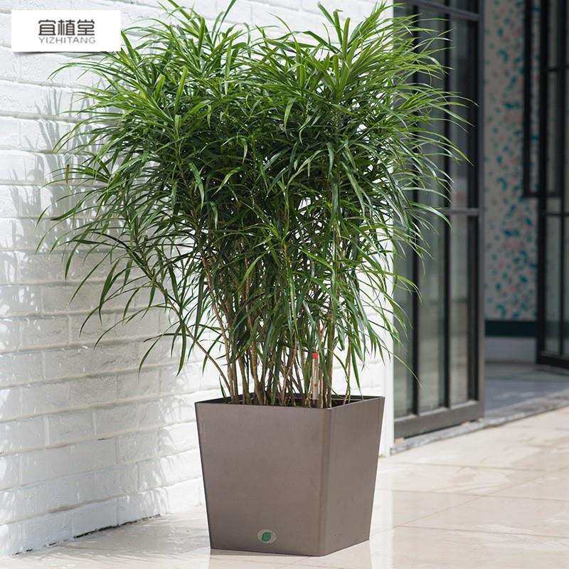 宜植堂简约方形组合大号烤漆花盆懒人自动吸水免浇灌绿植种植盆,玩具/童车/益智/积木/模型,其它,淘宝优惠券,粉丝福利购,淘宝优惠卷