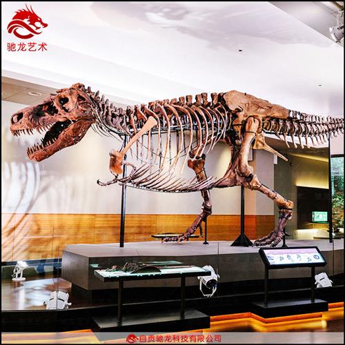 大型恐龙骨架化石标本模型仿真霸王龙牛龙骨头骨骼博物馆展品