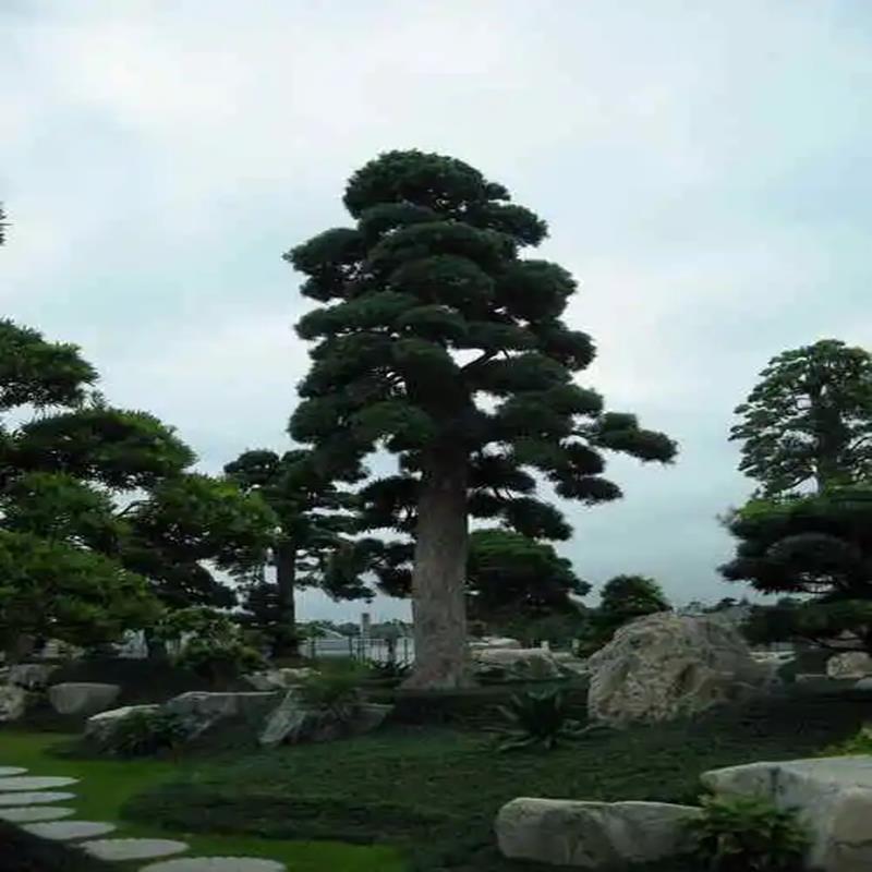 宗雀舌罗汉松树苗盆景庭院种植盆栽迎客松四季常青中大型植物绿植