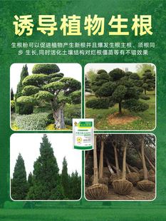树木移栽生根剂大树生根液植物通用生根粉营养液果树生根壮苗剂