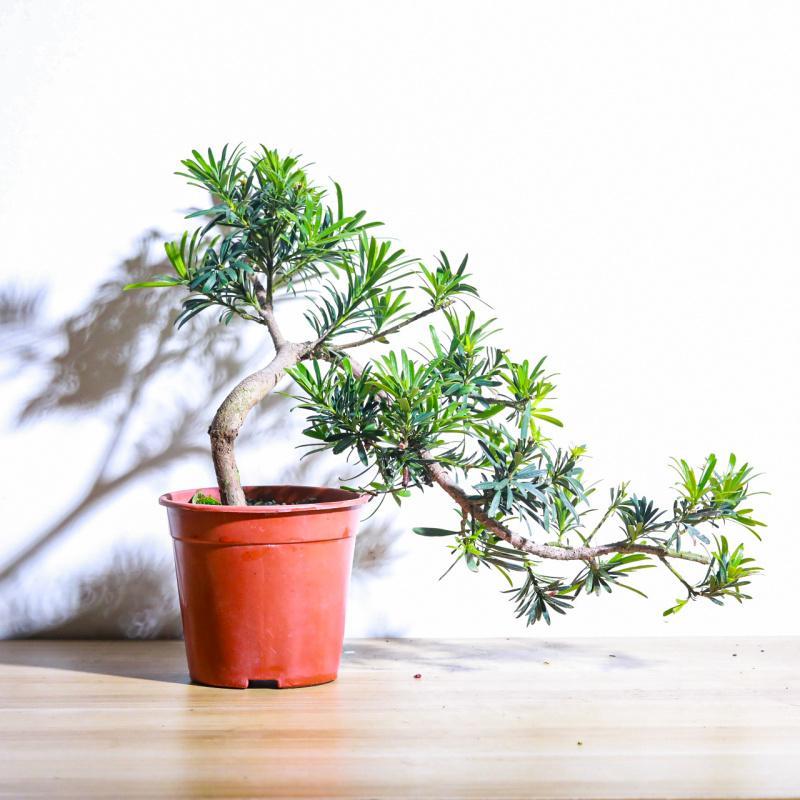 罗汉松小叶紫檀老桩迎客松悬崖飘枝造型盆景室内办公室盆栽绿植物