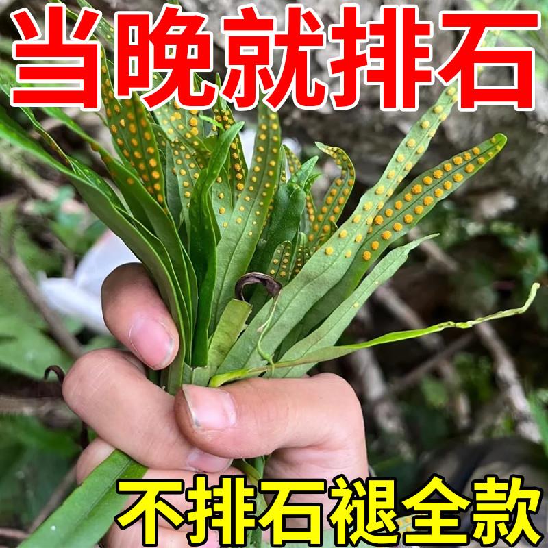 肾结石排石专用茶石清茶化石溶石颗粒尿结石胆囊结石化石草金钱草