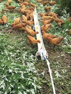 2022加d强版 鸡用自动饮水器鸡鸭子鹅用饮水喂水器水槽养鸡设备家