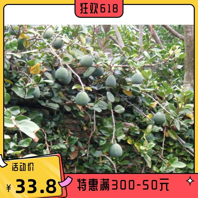 薜荔果苗迁插苗带根凉粉果苗凉粉果木莲爬藤苗络石藤苗绿植常绿藤