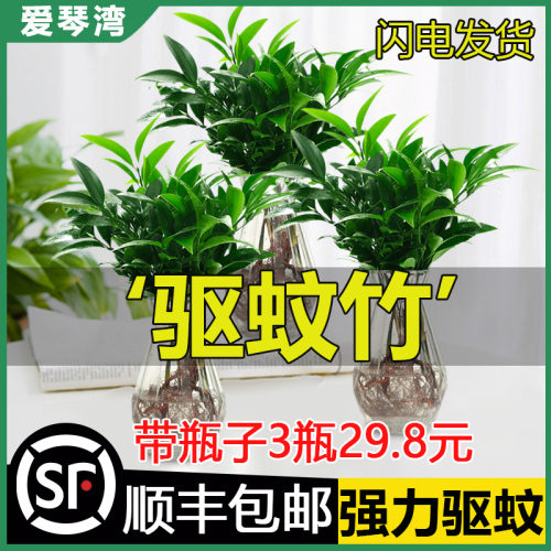 驱蚊竹柏水培室内花卉盆栽办公室桌面绿植四季常青吸甲醛净化空气