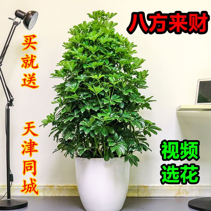 摇钱树发财树鸭脚木大绿植盆栽公司开业乔迁招财榕树客厅天津同城