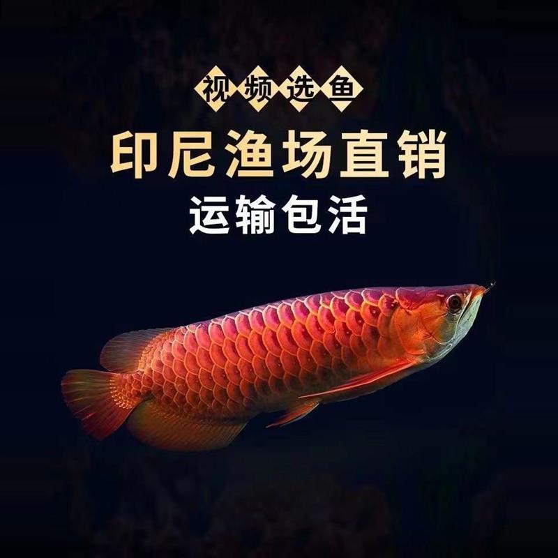 印尼纯血红龙鱼活鱼大湖辣椒高背金龙鱼幼苗练手热带观赏风水鱼苗