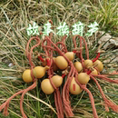 天然葫芦挂件平安纳福树洞 御匏坊故事换葫芦一个故事换一个未知