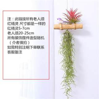 空气凤梨无土植物老人须空气草松萝墙壁吊挂室内垂吊绿植花草