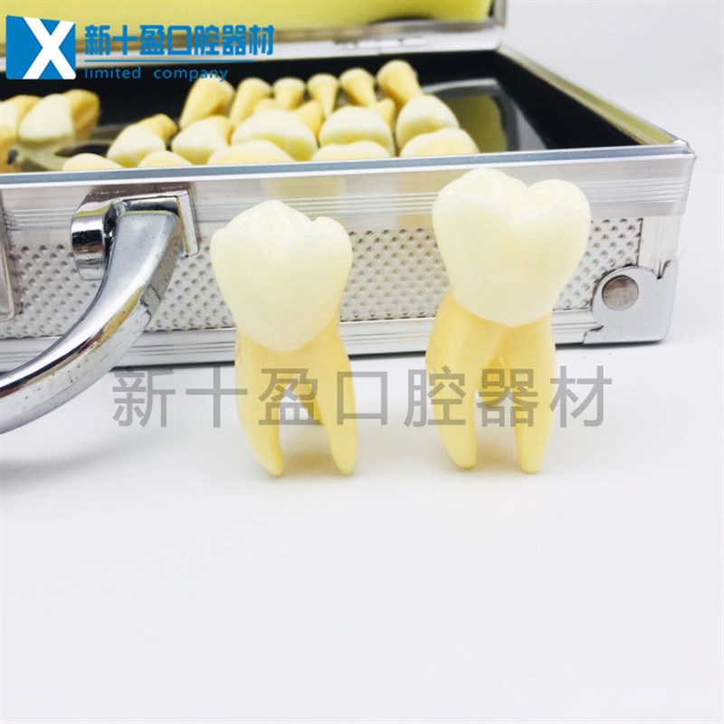 牙科口腔教学模h型 双色32颗 2.5倍双色恒牙立体离体讲解模型教学
