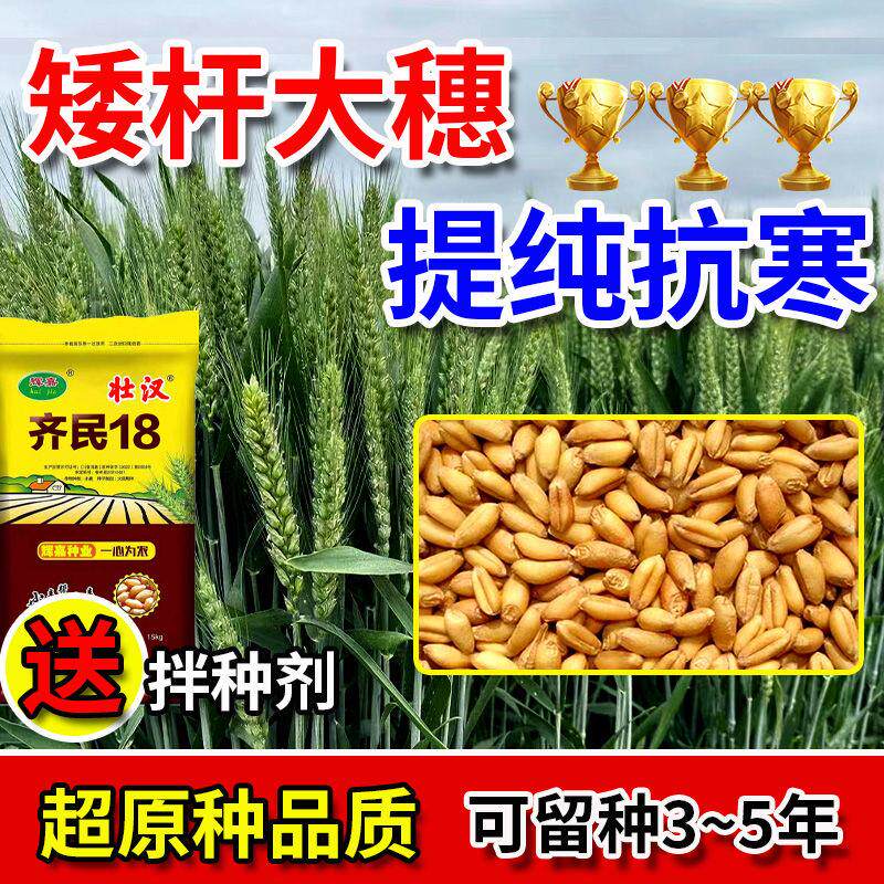 小麦种子高产大穗矮杆抗旱抗冻硬质分蘖强种新品种麦