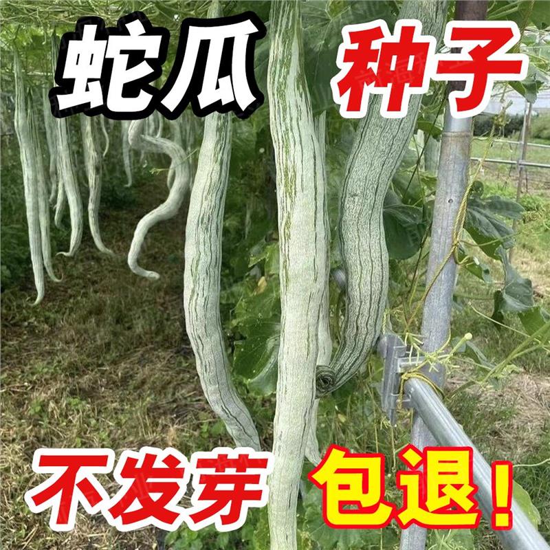 蛇瓜种子豆春秋四季播阳台